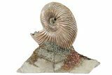 Iridescent, Pyritized Ammonite (Quenstedticeras) Fossil Display #193220-1